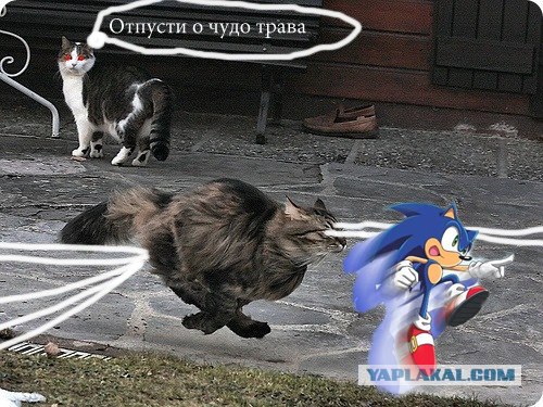 Быстрый кот
