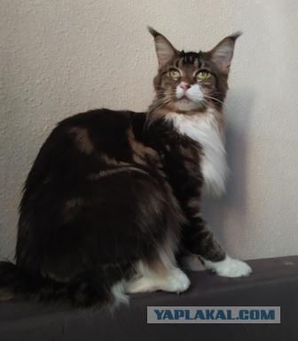 К - Котогеничность