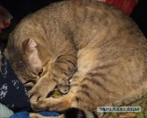 Котики бывают разные - черные, белые, и все классные