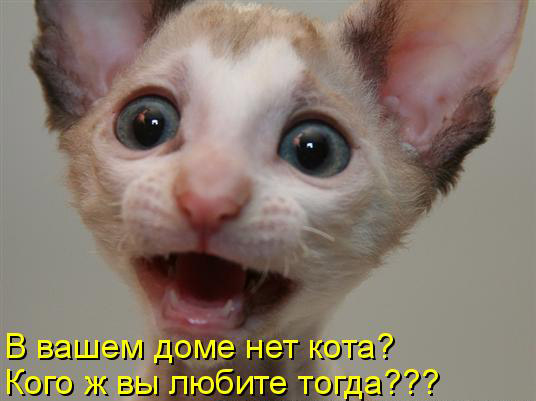 Здравствуйте, кот