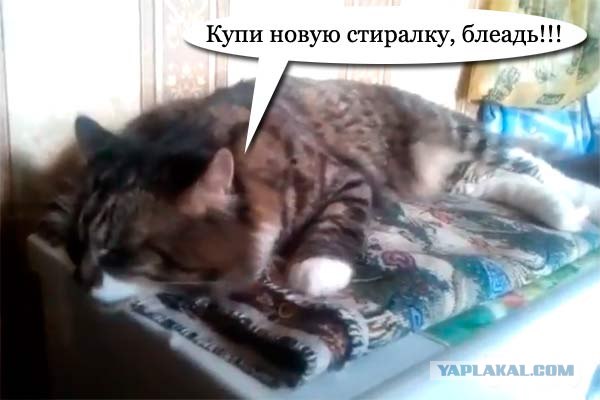 ВиброКот