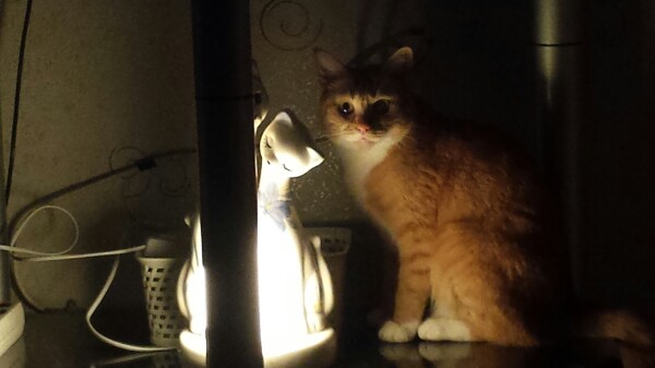 Вариант кота с лампой