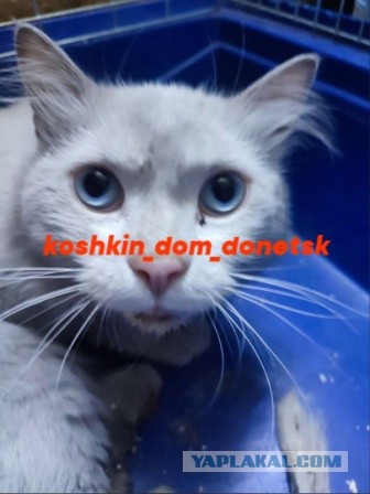 Мариупольские котики экстренно ищут дом