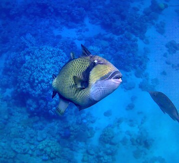 Финалисты ежегодной премии Comedy Wildlife Photography Awards