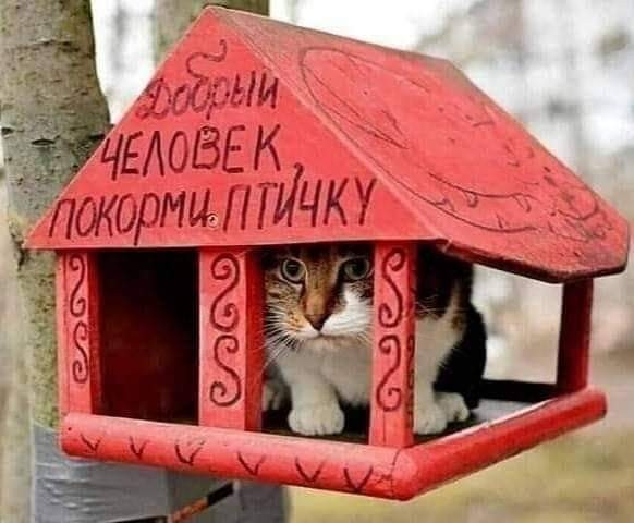 Победная поступь идиотизма по планете – том 12