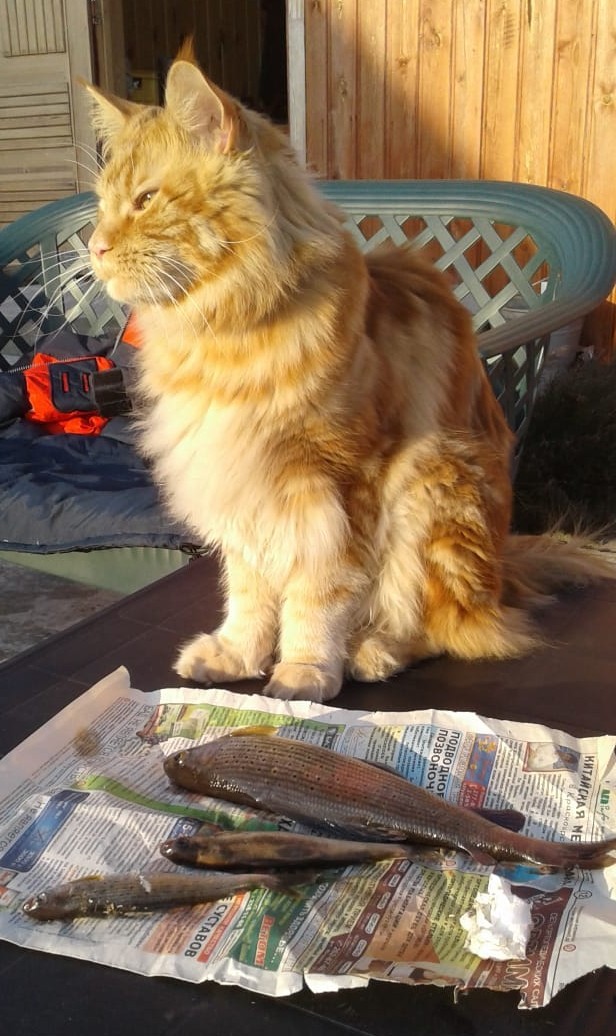 Много дел у кота на даче...
