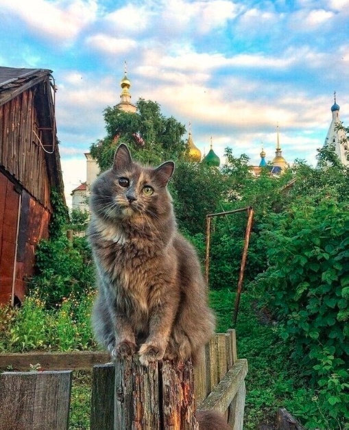 ФотоВинегрет