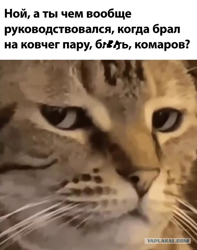 Весёлый полтишок 10.06.24