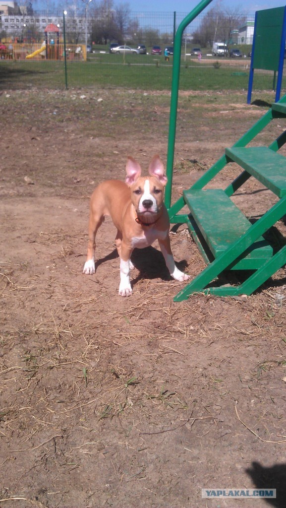 Догхантеров хотят сажать на три года