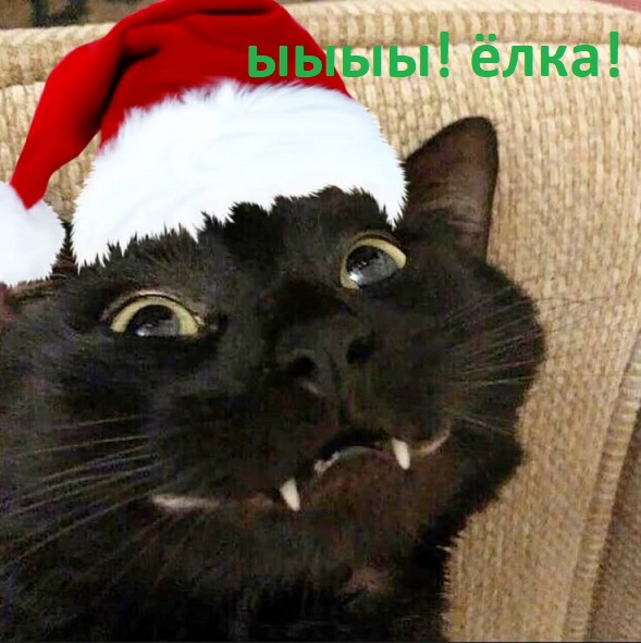 Котовторник,  кот Марс.