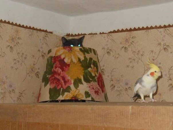 Веселые картинки и немного девушек (50 изображений)