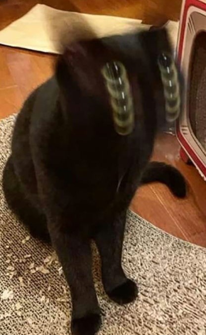 Котовторник же!