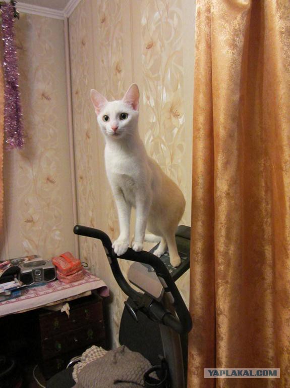 Котовторник  10.12.2013