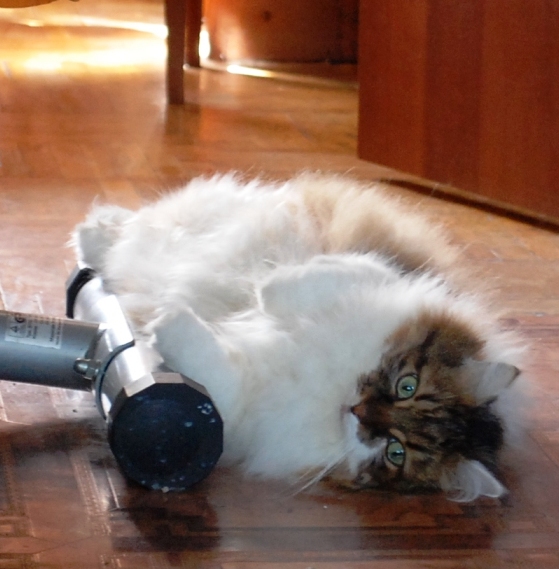 Котовторник   17.12.2013