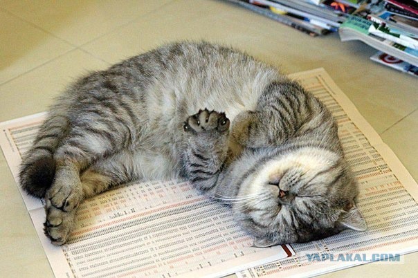 Котовторник 25.02.2014