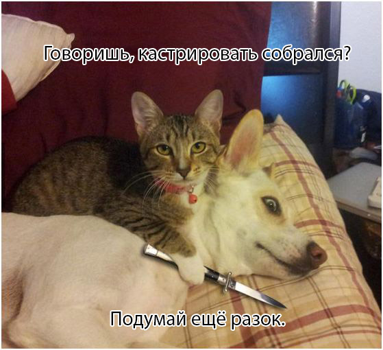 Мне нужен твой вискас, одежда и мотоцикл!