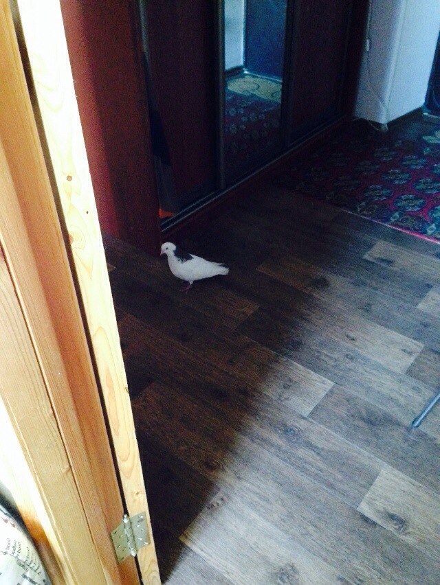 Хотел взять кота, а завелось вон чего.