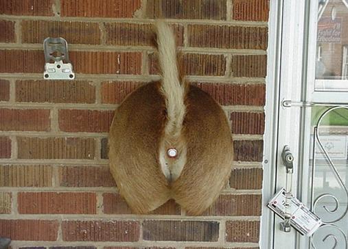 Дверной звонок гика