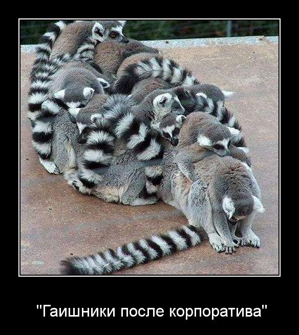 Подборка демотиваторов