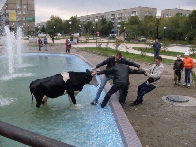 Весёлые картинки