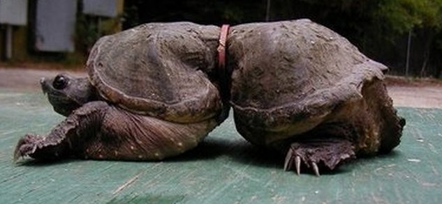 Внутренний мир