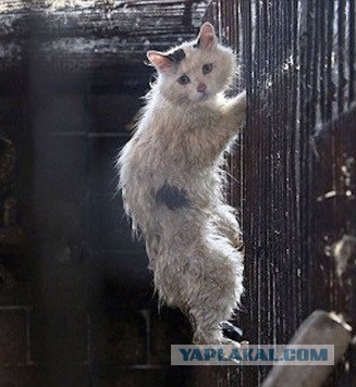 Спасение котейки