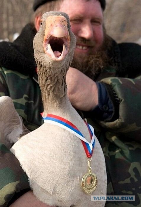 Военный гусь картинки