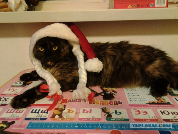 Котовторник 22.12.2015