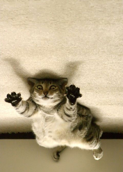 Коты, кошки, котята