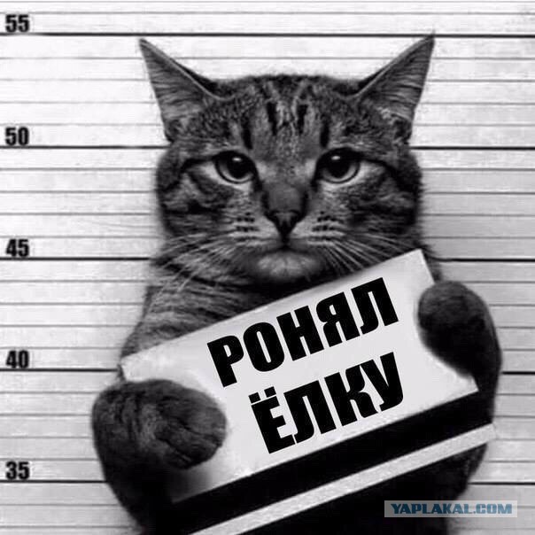 Самые чудные и курьёзные фотографии 2015 года