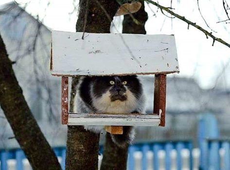 Кормушка для птиц  за выходные
