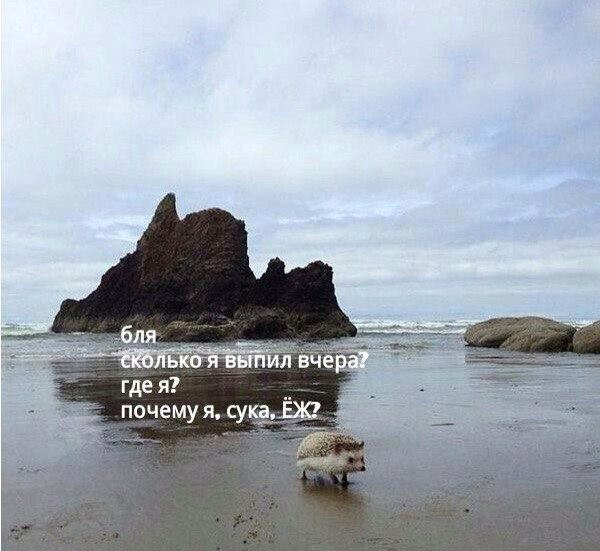 Прикольные картинки и демотиваторы