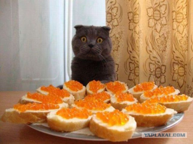 Голод vs Совесть