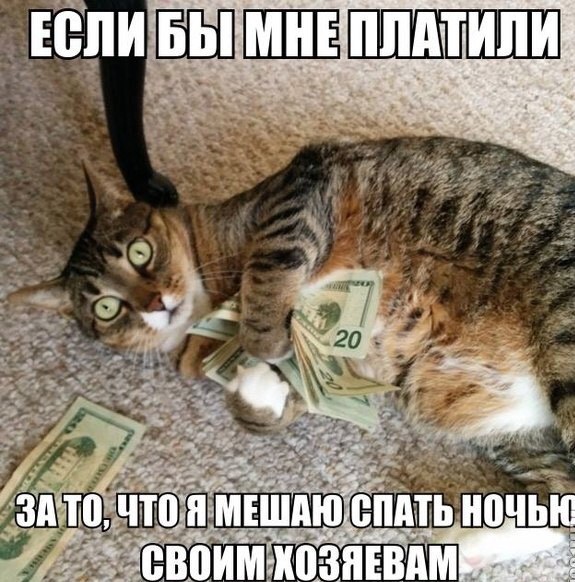 Мохнатые беспредельщики