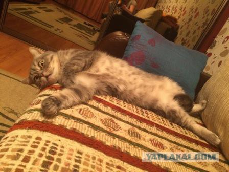 Котовторник 17.05.2016