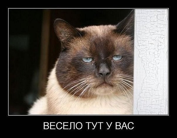 Мохнатые беспредельщики