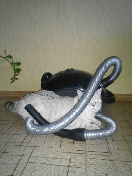 Мохнатые беспредельщики