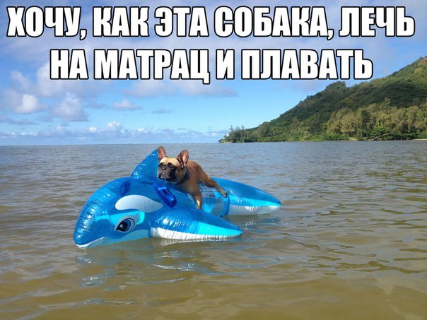 Мохнатые беспредельщики