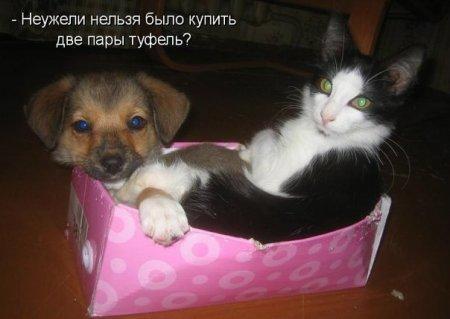 Коты и Кошки