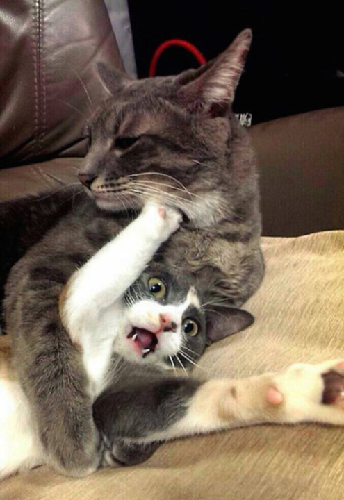 Коты и Кошки