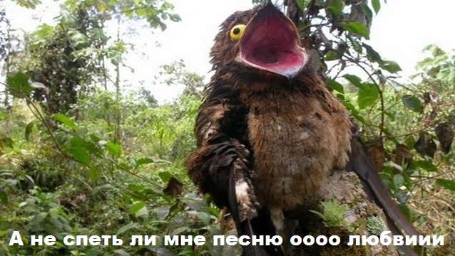 Весёлые картинки