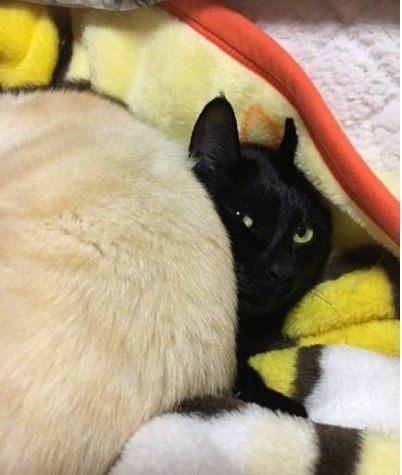 Коты и Кошки