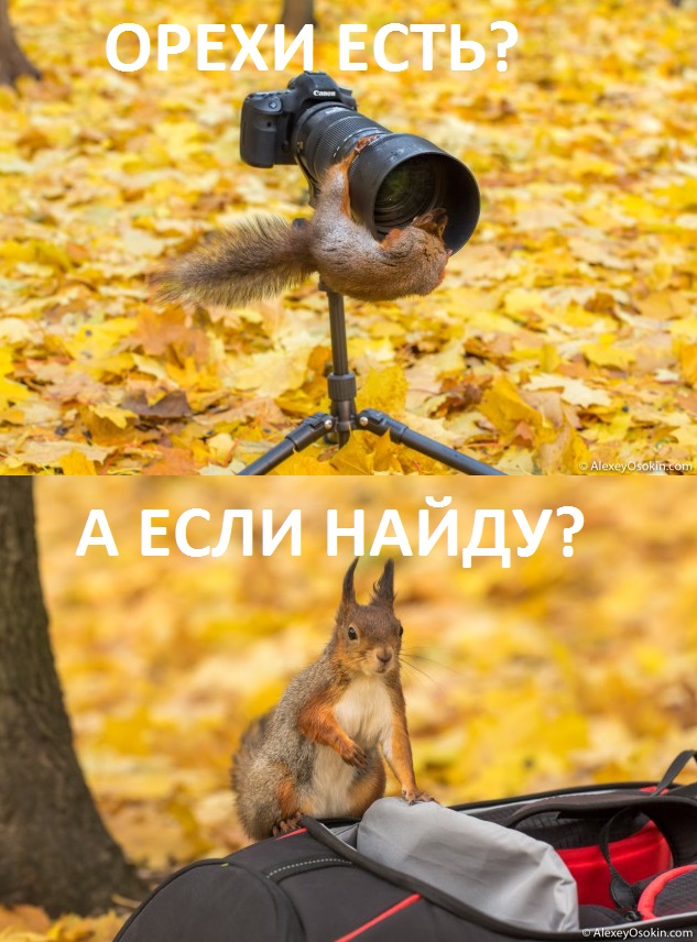 Как я словил белочку