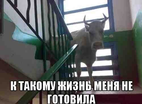 Девушку, подавшую жалобу на незаконные действия избирательной комиссии, посадят в тюрьму