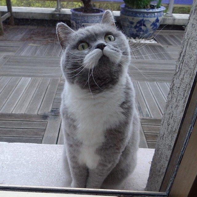 Фотобомбы котов