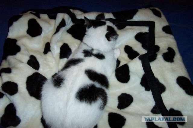 Котовторник (16.09.08)