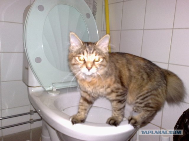 Котовторник на ферме (65 фот)