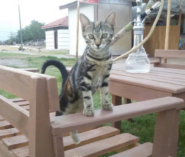 Котовторник 07.08.2018