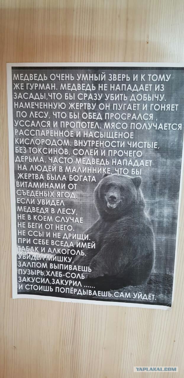 Туристы против медведей: как выжить в русском лесу?