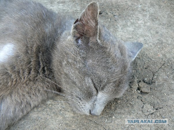 Котовторник и "Кошачьи дуркования"